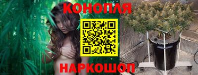стаф Гай