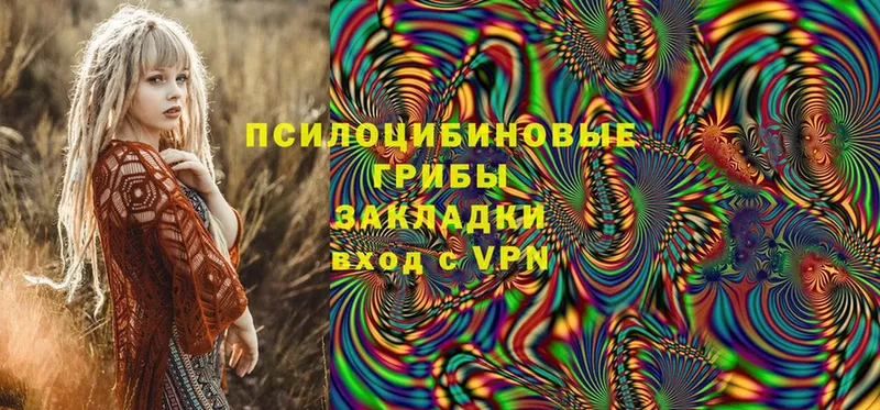 купить наркотик  Удомля  Галлюциногенные грибы Psilocybe 